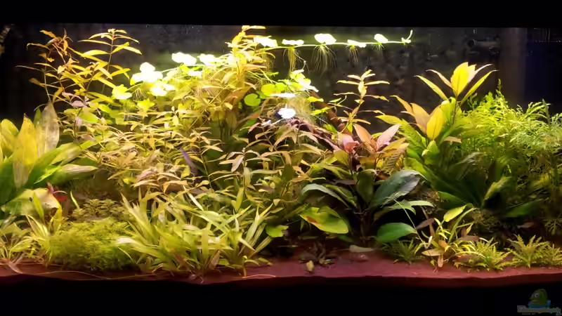 März 2012 von SleazeRocker (8)