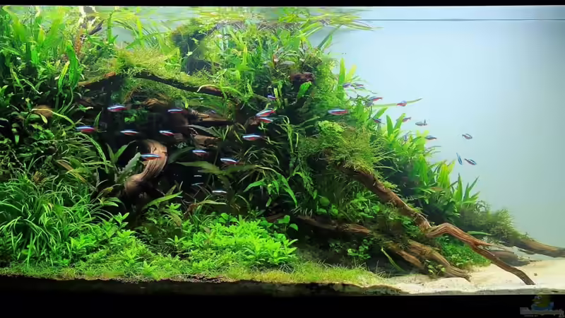 März 2013 von disco-d (6)