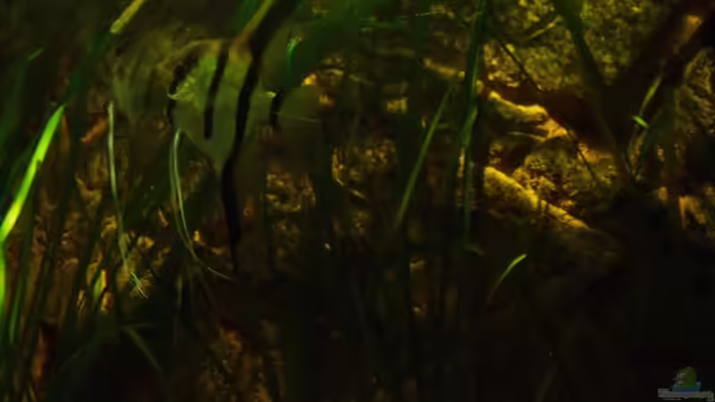 März 2013 von PH Neutral (42)