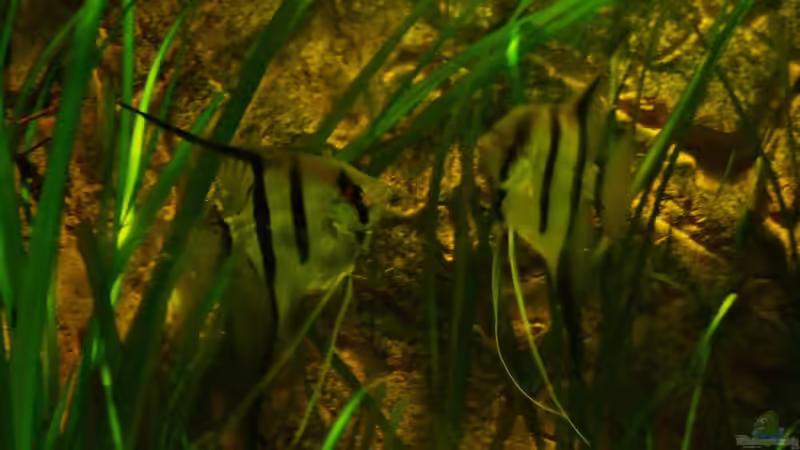 März 2013 von PH Neutral (43)