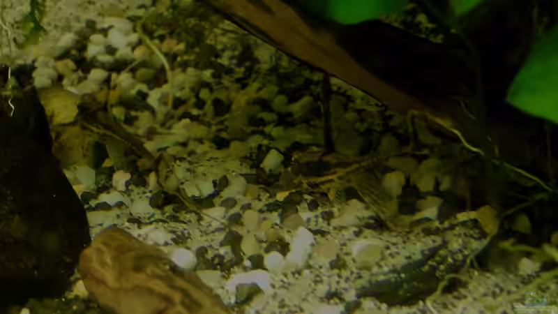 März 2014 - Welse in der Strömung von DasJin (14)