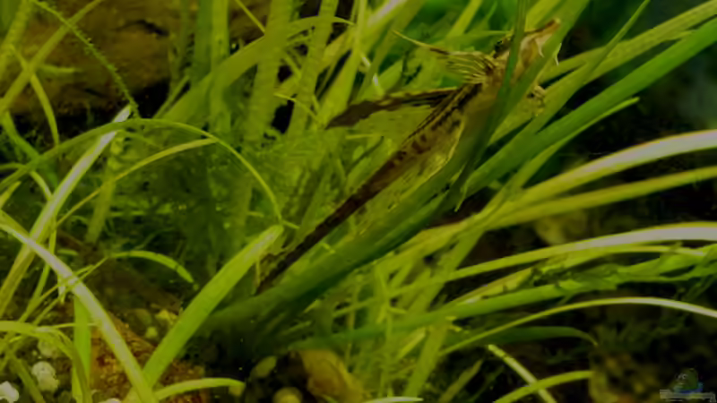 März 2014 von DasJin (15)