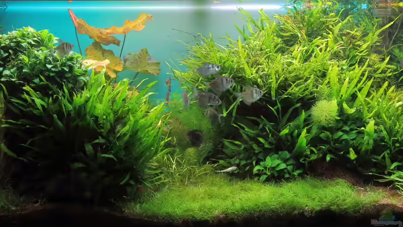 März 2015 - ohne LED von c-th (5)