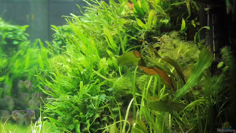 März 2015 - rechte Seite von c-th (8)