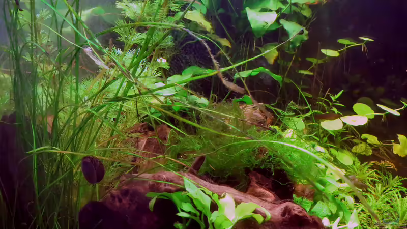 März 2015 Seitenansicht von misch (5)