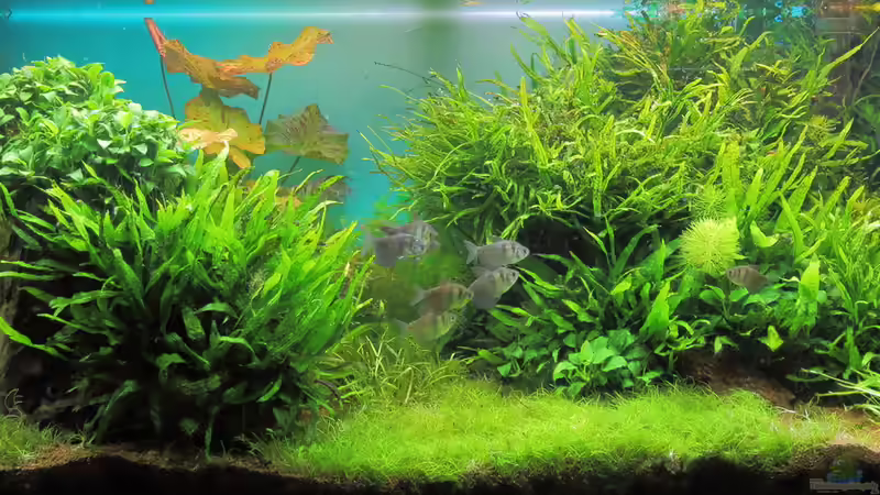 März 2015 von c-th (1)