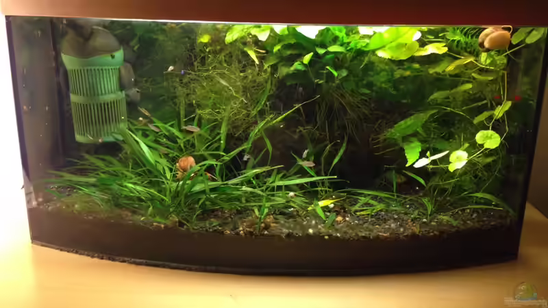 März 2015 von Momo-kocht (2)