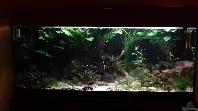 März 2016 nach dem Frühjahrsputz von paris (7)