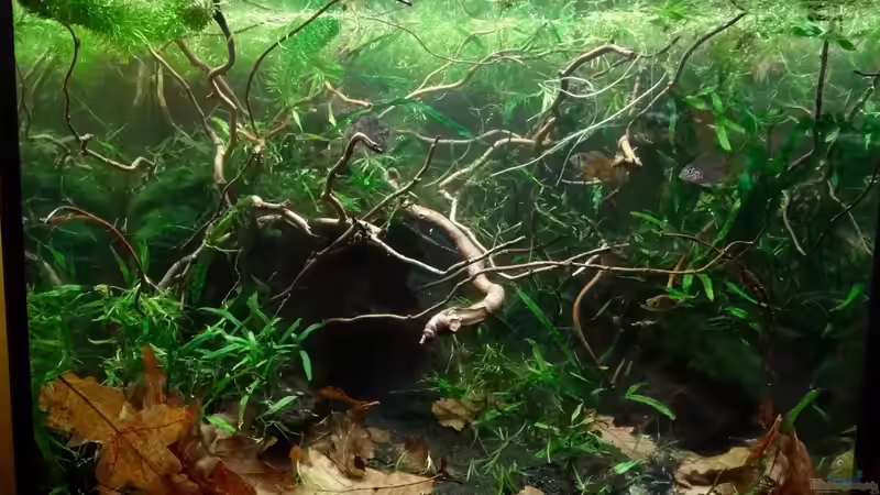 März 2017 von paris (3)