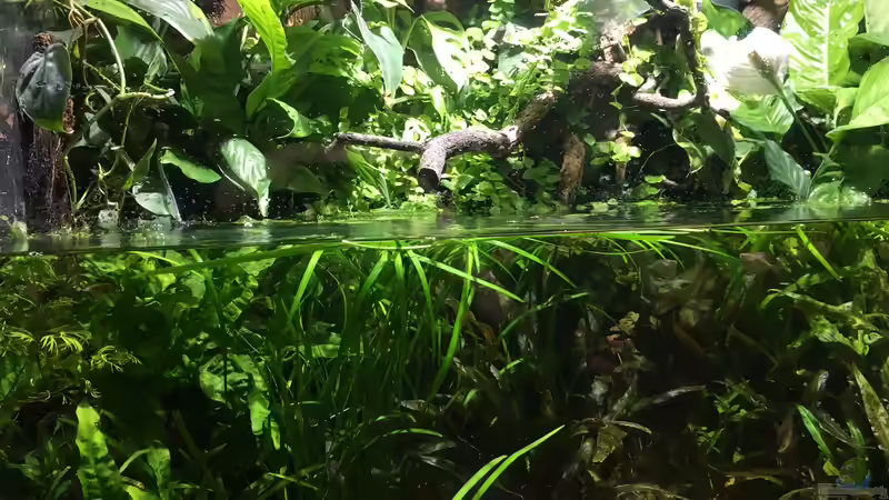 März 2020  von Botia (8)