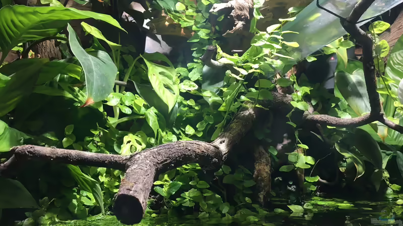 März 2020 emerser Teil von Botia (7)