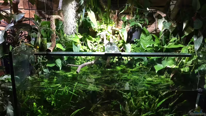 März 2020 von Botia (19)