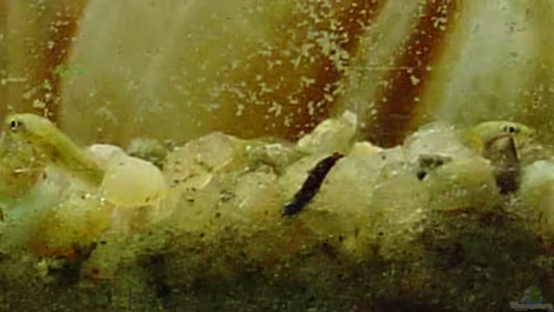 März-Nachwuchs - wahrscheinlich Calvus...  von photizo (26)