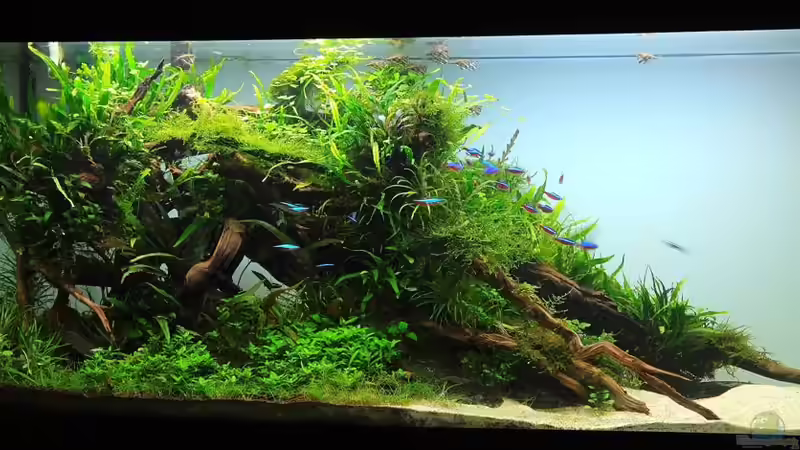 März2 von disco-d (7)