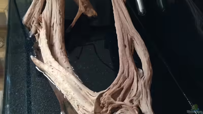 Magrovenwurzel von AdAbsurdum (15)