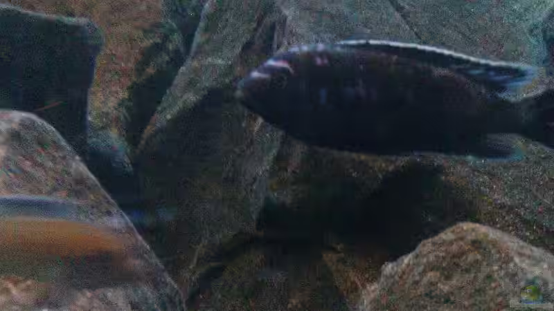 Magunga-Bock,noch nicht komplett umgefärbt von Alex1981 (15)