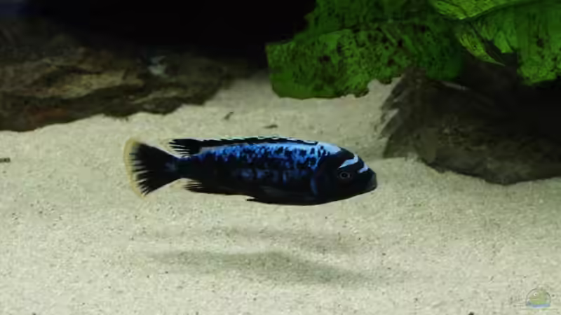 Magunga Bock von Branjo (33)