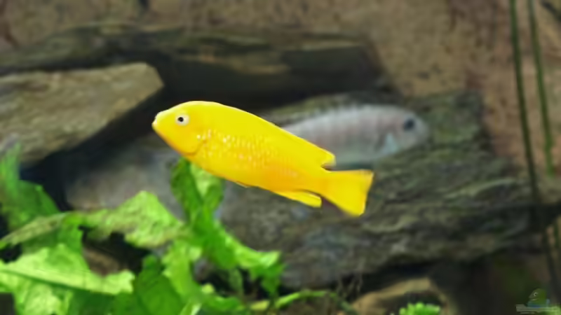 Magunga Weibchen von Branjo (32)