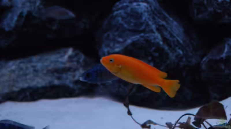 Magunga Weibchen von Calimero (12)