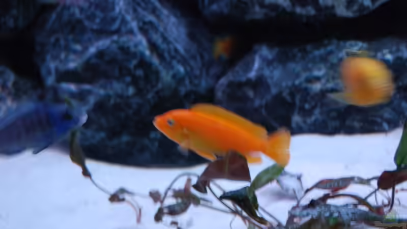 Magunga Weibchen von Calimero (13)