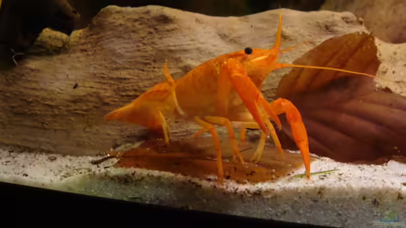 Mahlzeit ! von manzanarez (15)