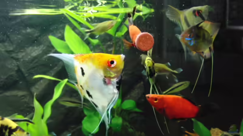 Mahlzeit ! von Microsash (18)