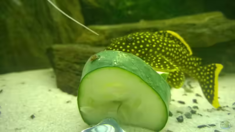 Mahlzeit! 13.01.2016 von Ba Bu (16)