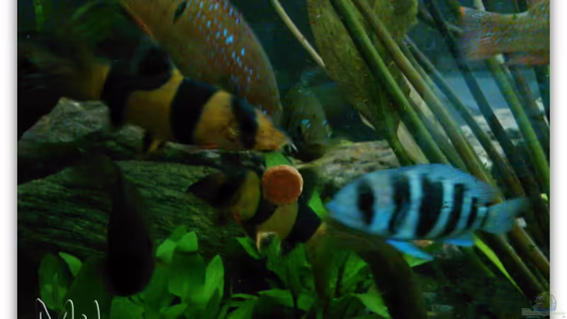 Mahlzeit! von mariajudyta (34)