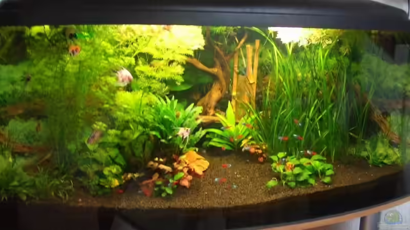 Mai 06 von Mellie (2)