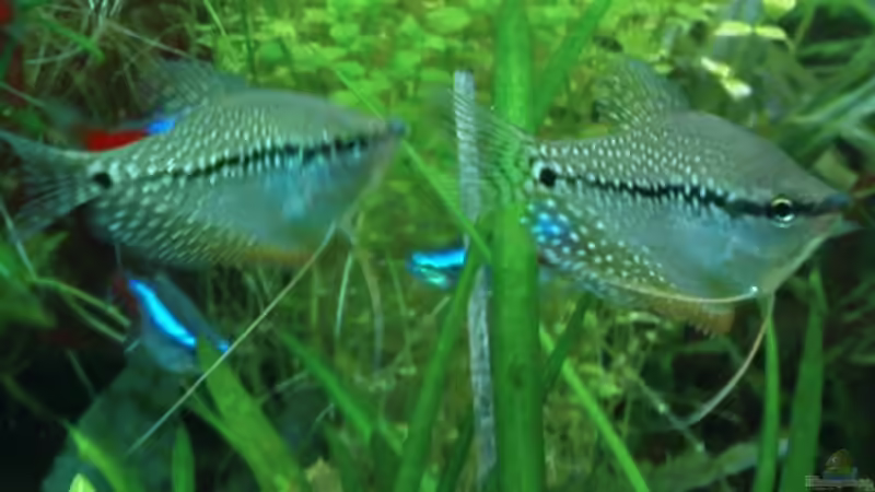 Mai 08 7 kleine mosaikfafis ziehen ein von wasserspaß (14)