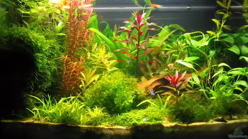 Mai 2008 mit eingeschalteter Beleuchung (Gelbstich) von Silvia (6)