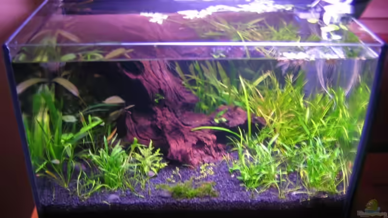 Mai 2008 von Silvia (2)