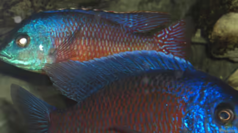 Mai 2008 von Stephan Ascher (10)