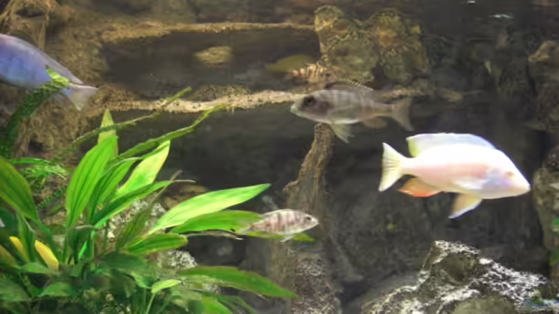 Mai 2008 von Stephan Ascher (19)