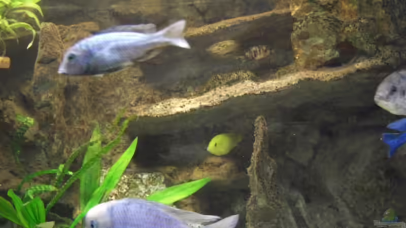 Mai 2008 von Stephan Ascher (20)