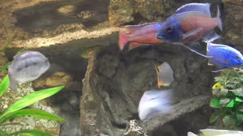 Mai 2008 von Stephan Ascher (27)