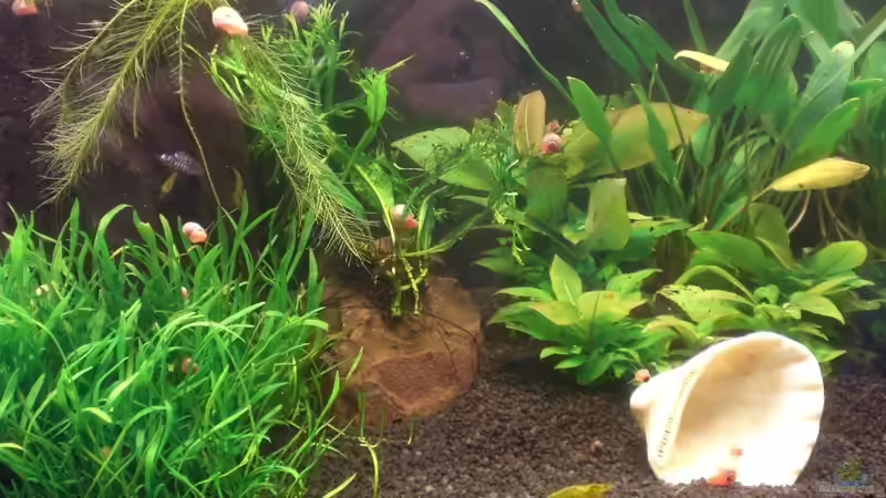 Mai 2010 von Emma (2)