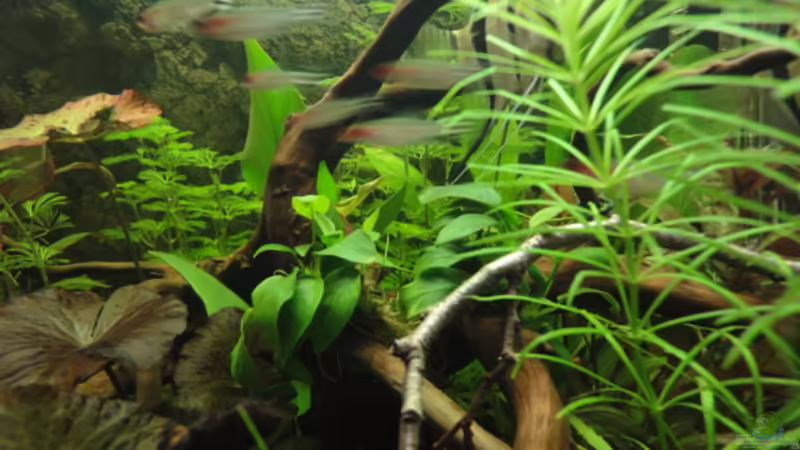 Mai 2010 von Maguma (3)