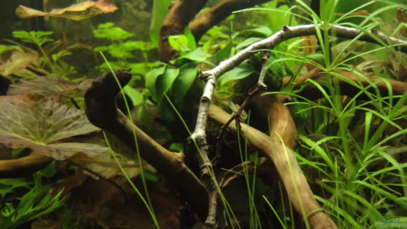 Mai 2010 von Maguma (6)