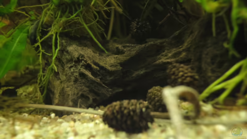 Mai 2010 von Maguma (7)