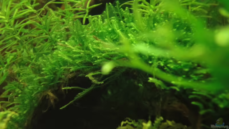 Mai 2010 von Maguma (8)