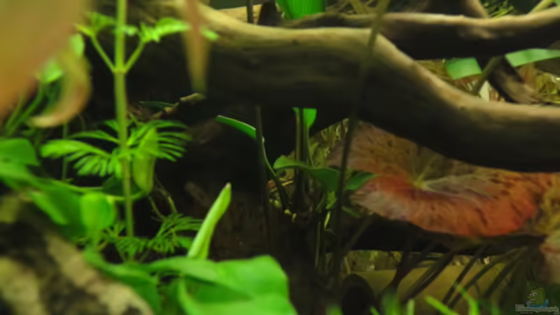 Mai 2010 von Maguma (9)