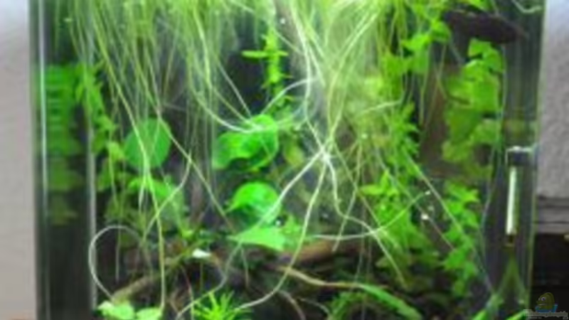 Mai 2011 von Garfield (1)