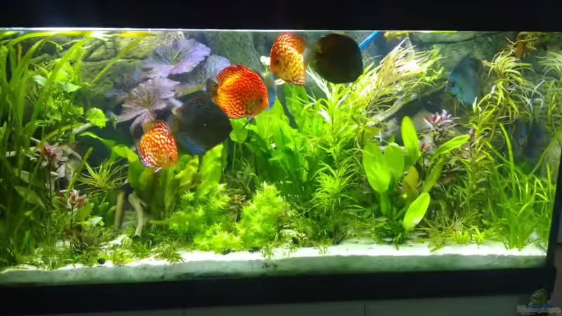 mai 2011 von Matze 87 (7)