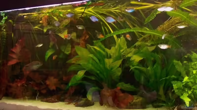 Mai 2011 von Peter Walenciak (9)