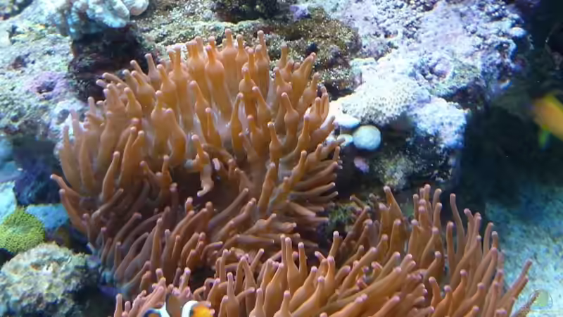 Mai 2011 von Stephan Ascher (46)