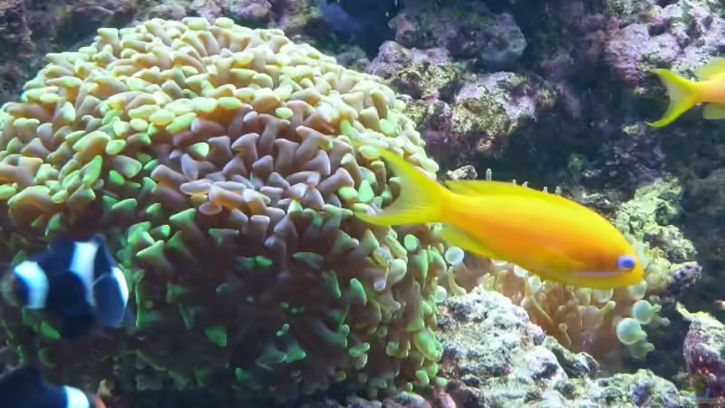 Mai 2011 von Stephan Ascher (47)