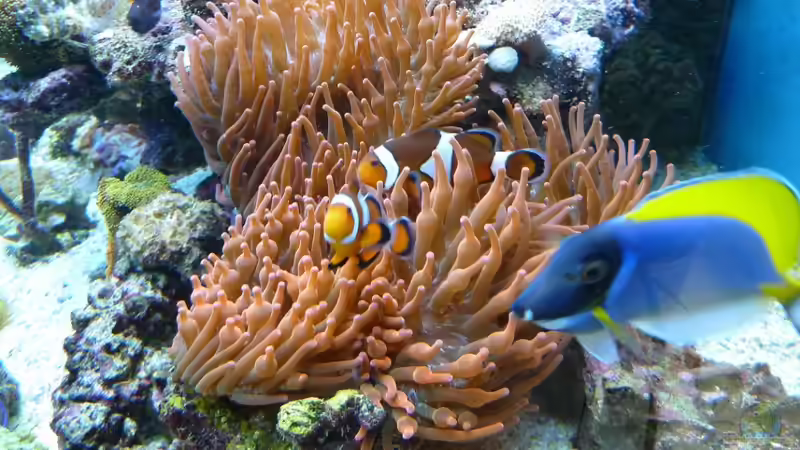 Mai 2011 von Stephan Ascher (62)