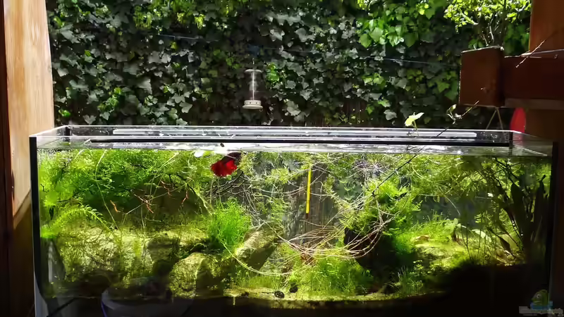 Mai 2016 - 9 Monate mit Rose von paris (14)