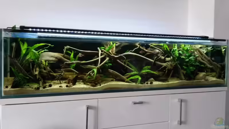 Mai 2016: Die Pflanzen wachsen langsam, das Wasser ist glasklar... von Berlin42 (29)